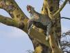 Leopard yawning from Acacia Tree perch IMG_9877 Slide #00000-00000