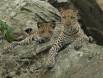Leopards in a cliff above the Rufiji River CGS16389 Slide #00000-00000