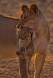 Lion cub being carried by its mother 05890-11911 CGS2709 Slide #00000-00000