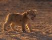 Lion cub calling out to mother-MEOW 05890-11902 CGS2700 Slide #00000-00000