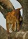 Lioness coming down from her Sausage Tree perch _GS13734 Slide #00000-00000