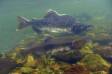 Male and female Pink Salmon on their spawning run 1 DSC_7553 Slide #00000-00000