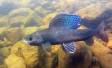 Male Arctic Grayling with dorsel fin raised File 0848 Slide #00000-00000