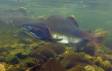 Male Humpback Salmon  running upstream during his spawning journey DSC_7376 Slide #00000-00000