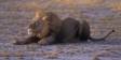 Male Lion resting and watching on African plains of Etosha 05890-20216 Slide #00000-00000