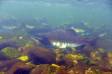Male Pink or Humpback Salmon in spawning regalia DSC_7198 Slide #00000-00000