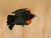 Male Red-winged Blackbird showing his rank 1CGS4300 Slide #00000-00000