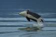 Orca Whale breaching 1CGS0865 Slide #00000-00000