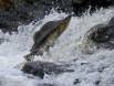 Pink Salmon jumping a waterfall IMG_5692 Slide #00000-00000