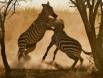 Plains zebra rise in a dominance fight _MG_9219 Slide #00000-00000