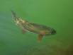 Rainbow Trout in the Gunnison DSC_1896 Slide #00000-00000