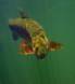 Rainbow Trout male DSC_0770 Slide #00000-00000