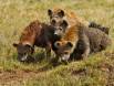 Spotted Hyena watching Lioness on Zebra carcass _GS17478 Slide #00000-00000