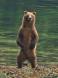 Standing Brown Bear sow 1CGS5410 Slide #00000-00000
