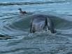 Surf Scoter fleeing from hunting Orca Whale 1CGS1305 Slide #00000-00000