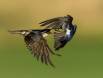 Tree Swallow aerial ballet _MG_6068 Slide #00000-00000