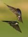 Tree Swallow ballet _GS15272 Slide #00000-00000