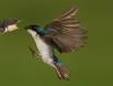 Tree Swallow feeding on the fly _MG_8023 Slide #00000-00000