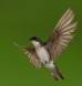Tree Swallow making a sharp turn _GS18260 Slide #00000-00000