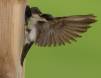 Tree Swallow youngster being fed _GS18309 Slide #00000-00000
