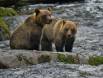 Two Brown Bear siblings at Anan Creek _GS19113 Slide #00000-00000