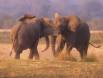 Two Elephant jocky for position in a dominance display 05400-23920 CGS3290 Slide #00000-00000