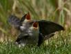 Two Tree Swallow chicks beg to be fed after leaving their nest _GS18673 Slide #00000-00000