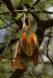 Two yellow-winged Bats hang together from the thorns of an Acacia tree _MG_0709 Slide #00000-00000