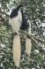 White-tailed Colobus Monkey-mother and youngster 0R7E9829 Slide #00000-00000