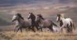 Wild horse herd running full speed across a Wyoming hillside 00635-13205 Slide #00000-00000